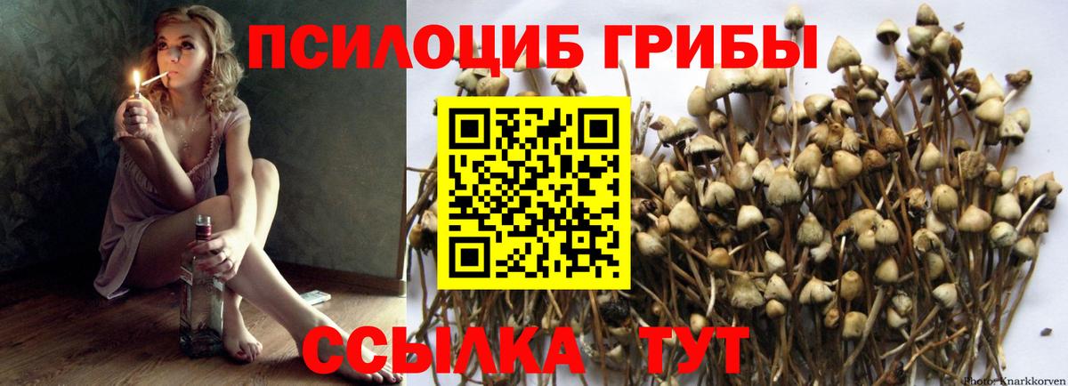 Псилоцибиновые грибы Psilocybine cubensis Домодедово